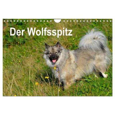 Der Wolfsspitz (Wandkalender 2026 DIN A4 quer), CALVENDO Monatskalender