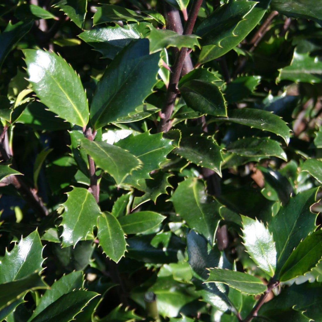 2 x Hulstboom Ilex meserveae Heckenpracht 40-60 cm in pot van Arborix