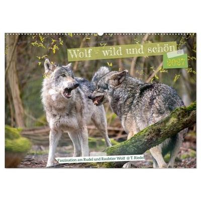 Wolf - wild und schön (Wandkalender 2027 DIN A2 quer), CALVENDO Monatskalender