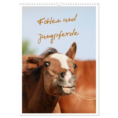 Fohlen und Jungpferde (Wandkalender 2027 DIN A3 hoch), CALVENDO Monatskalender