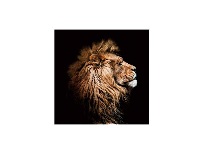Glasbild „König der Löwen im Profil“ 100 x 100 cm Multicolor Crea Collection