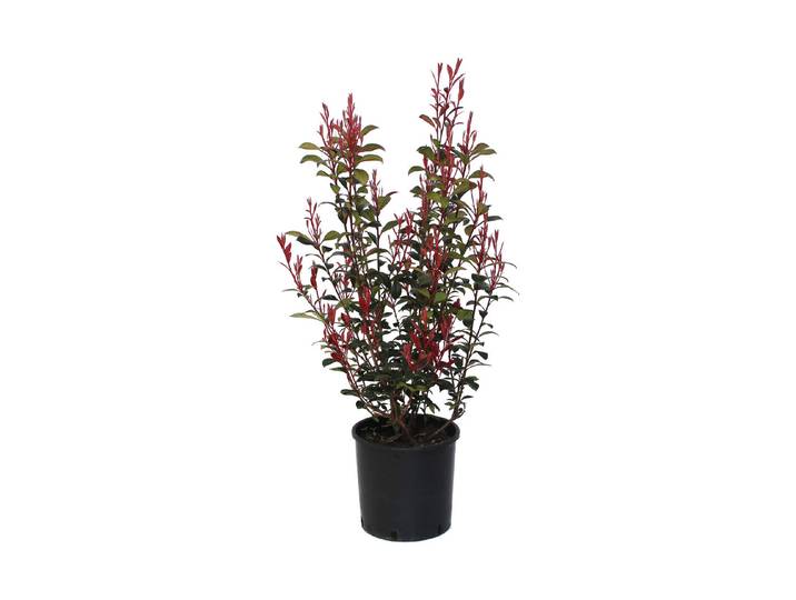 Glanzmispel - Photinia fr. Robusta Compact 80 - 100cm inklusive Topf