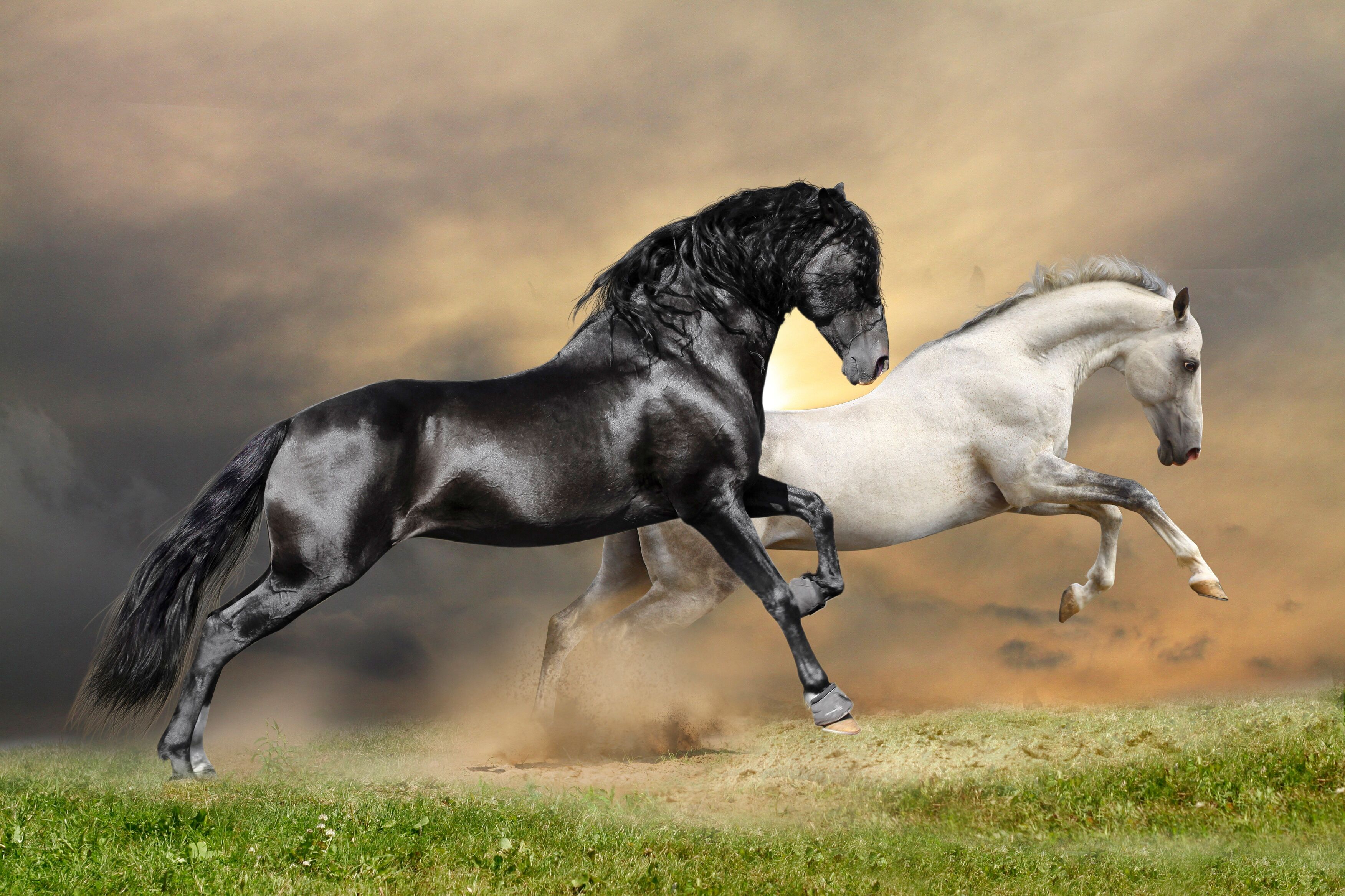 Fototapete PAPERMOON "Black and White Horses", bunt, B:5m L:2,8m, Vlies, Tapeten, Fototapete bunt B/L: 5m x 2,8m, Bahnen: 10 Stk.