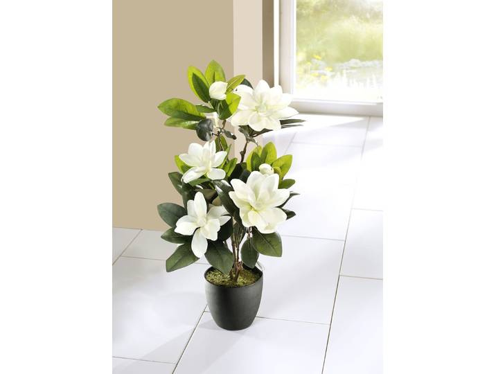 Magnolien im Topf, Grün-Weiss