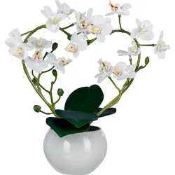 CREATIVE GREEN Phalaenopsis in Herzbogen