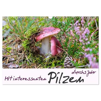 Mit interessanten Pilzen durchs Jahr (Wandkalender 2027 DIN A3 quer), CALVENDO Monatskalender