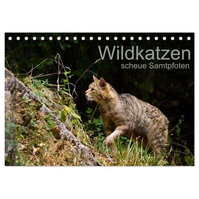 Wildkatzen - scheue Samtpfoten (Tischkalender 2027 DIN A5 quer), CALVENDO Monatskalender