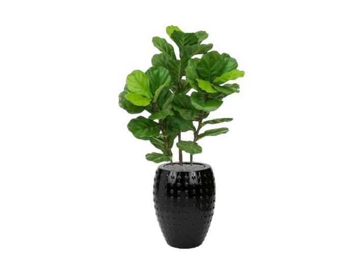 Pflanzen Arrangement „Fiddle Tree in Laos“ Ø 60 x 140-150 cm Keramik Baq Design