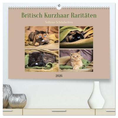 Britisch Kurzhaar Raritäten - seltene Schönheiten (hochwertiger Premium Wandkalender 2026 DIN A2 quer), Kunstdruck in Hochglanz