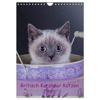 Britisch Kurzhaar Katzen - Planer (Wandkalender 2026 DIN A4 hoch), CALVENDO Monatskalender