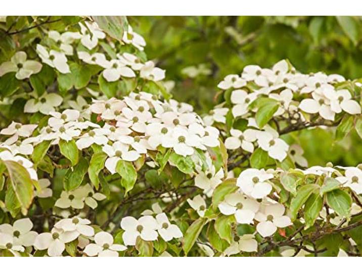 Japanischer Blumen-Hartriegel 150-175 cm Topf Cornus kousa winterhart Weiße Blüten Mai bis Juni, essbare Beeren, scharlachrote Herbstfärbung, sonnig bis halbschattig, winterhart bis -23 °C