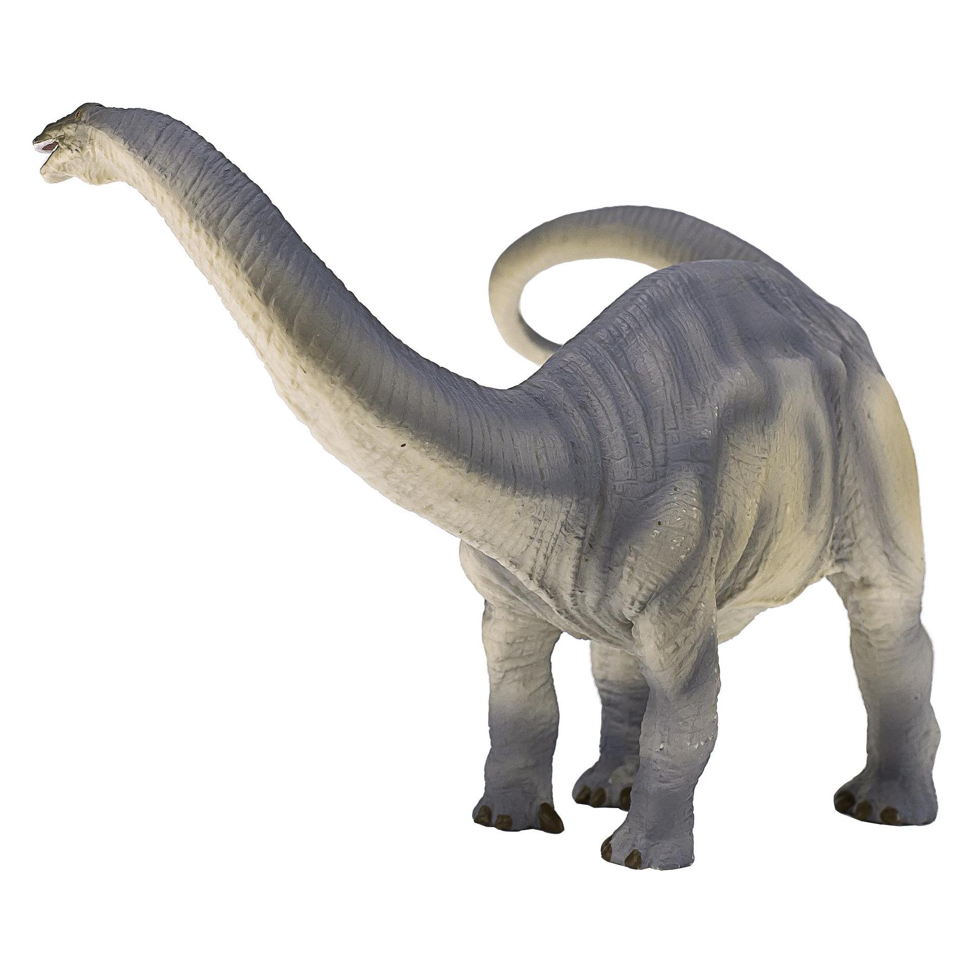 small foot Brontosaurus (MJ-387384)
