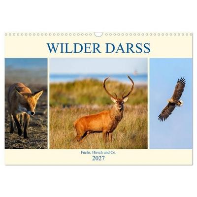 Wilder Darß - Fuchs, Hirsch und Co. 2027 (Wandkalender 2027 DIN A3 quer), CALVENDO Monatskalender