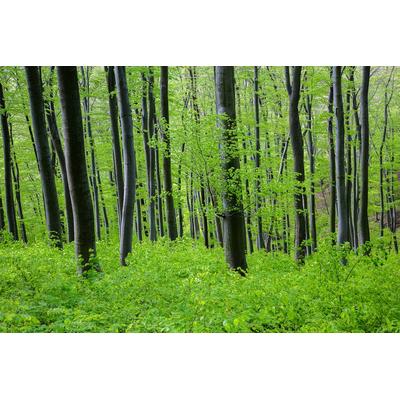Fototapete PAPERMOON "Wald", bunt, B:3m L:2,23m, Vlies, Tapeten
