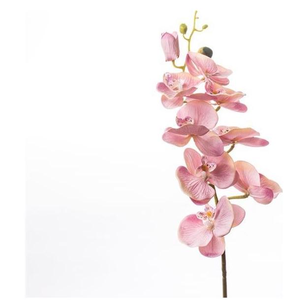 Domoletti ARTIFICIAL ORCHID 365-1SD (77 cm) (54034143)