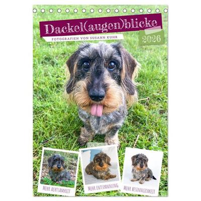 Dackel(augen)blicke (Tischkalender 2026 DIN A5 hoch), CALVENDO Monatskalender