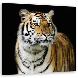 WANDBILD tiger wildtiere natur