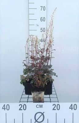 6 x Heucherella hybr. Quicksilver Bastaardschuimplant, Pot van 9 x 9 cm