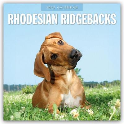 Rhodesian Ridgebacks – Rhodesian Ridgeback 2027 – 16-Monatskalender