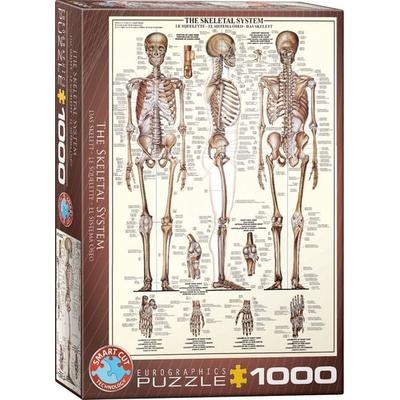 The Skeletal System