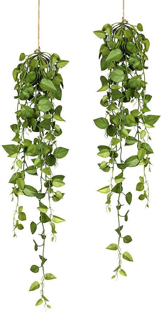 kaiserkraft Philodendron-Hängezopf, 2er-Set, Länge 950 mm