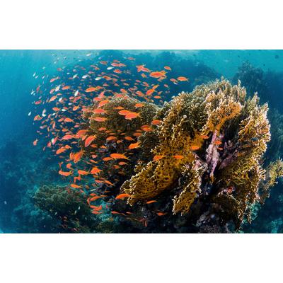 Fototapete PAPERMOON "Photo-Art ILAN BEN TOV, FISCHE AM RIFF", bunt, B:4m L:2,6m, Vlies, Tapeten