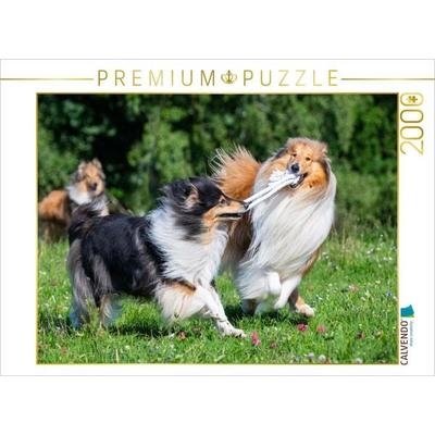 CALVENDO Puzzle Collies sind verspielt | 2000 Teile Lege-Größe 90x67cm Foto-Puzzle für glückliche Stunden