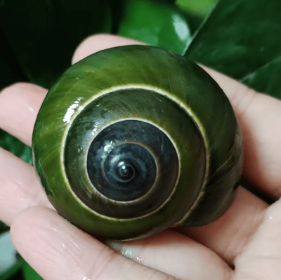 Inspire Picks Natural Jade Snail Shell Aquarium Decoration Unique Specimen For Fish Tank Landscaping 4.5 5.5cm