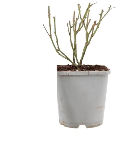 Roos, klimroos - Rosa 'Amber Nectar' ® in pot