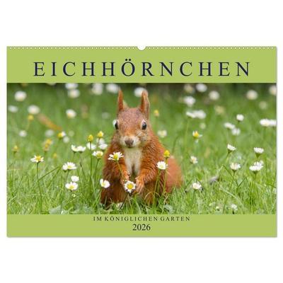 Eichhörnchen im Königlichen Garten (Wandkalender 2026 DIN A2 quer), CALVENDO Monatskalender