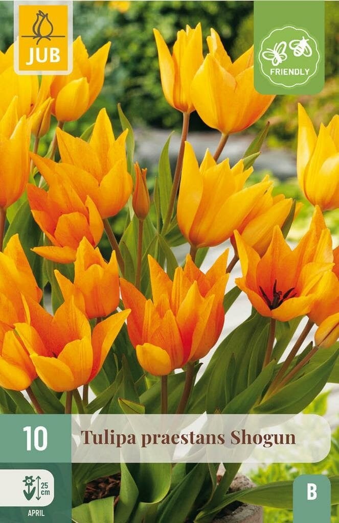 Jub Tulp praestans shogun 10 bollen