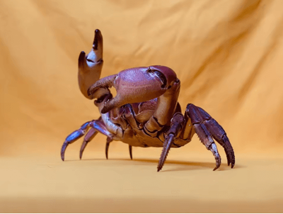 Inspire Picks Real Crab Specimen Display Handcrafted Natural Collector Decor With Custom Options without Cover 13