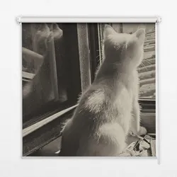 INNENROLLO - Fensterrollo - Rollo - 100x100 cm - Katzen im Fenster