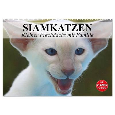 Siamkatzen - Kleiner Frechdachs mit Familie (Wandkalender 2026 DIN A2 quer), CALVENDO Monatskalender