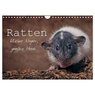 Ratten. Kleine Nager, großes Herz. (Wandkalender 2027 DIN A4 quer), CALVENDO Monatskalender