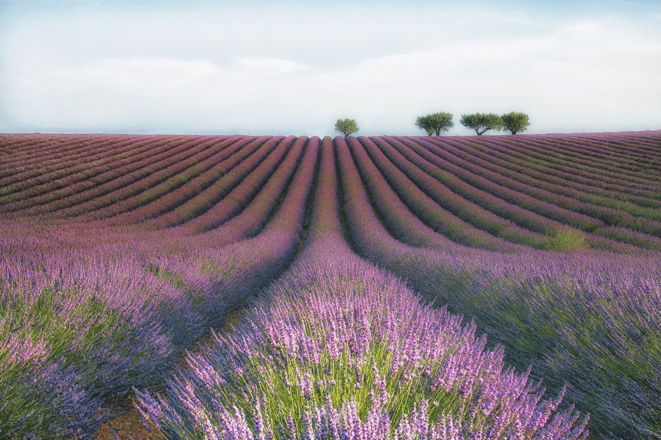 Fototapete PAPERMOON "Photo-Art MARGARITA CHERNILOVA, VELOURS DE LAVENDER", bunt, B:3m L:2,23m, Vlies, Tapeten, Fototapete bunt B/L: 3m x 2,23m, Bahnen: 6 Stk.