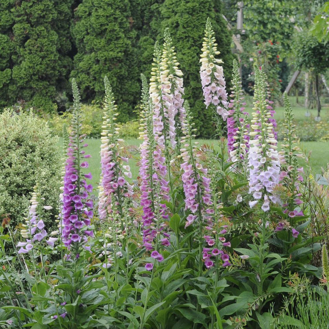 6 x Vingerhoedskruid Digitalis purpurea Gloxiniiflora in pot van 9x9 cm