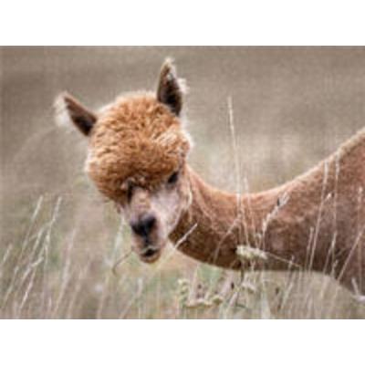 CALVENDO Puzzle Alpaka, Remigen | 1000 Teile Lege-Größe 64x48cm Foto-Puzzle für glückliche Stunden