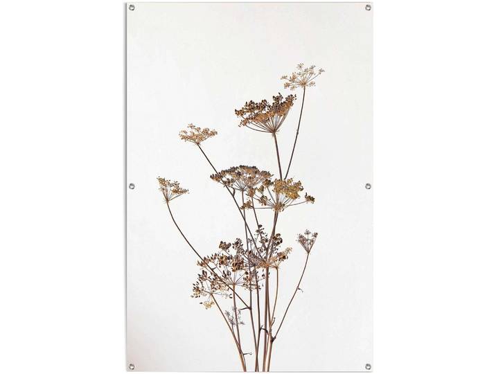 Poster REINDERS Bärenklau , beige (farbe bild(er): beige), B:80cm H:120cm T:0,1cm, Leinwand, Bilder, Poster, leichtes und wasserfestes Gartenposter für den Ausseneinsatz