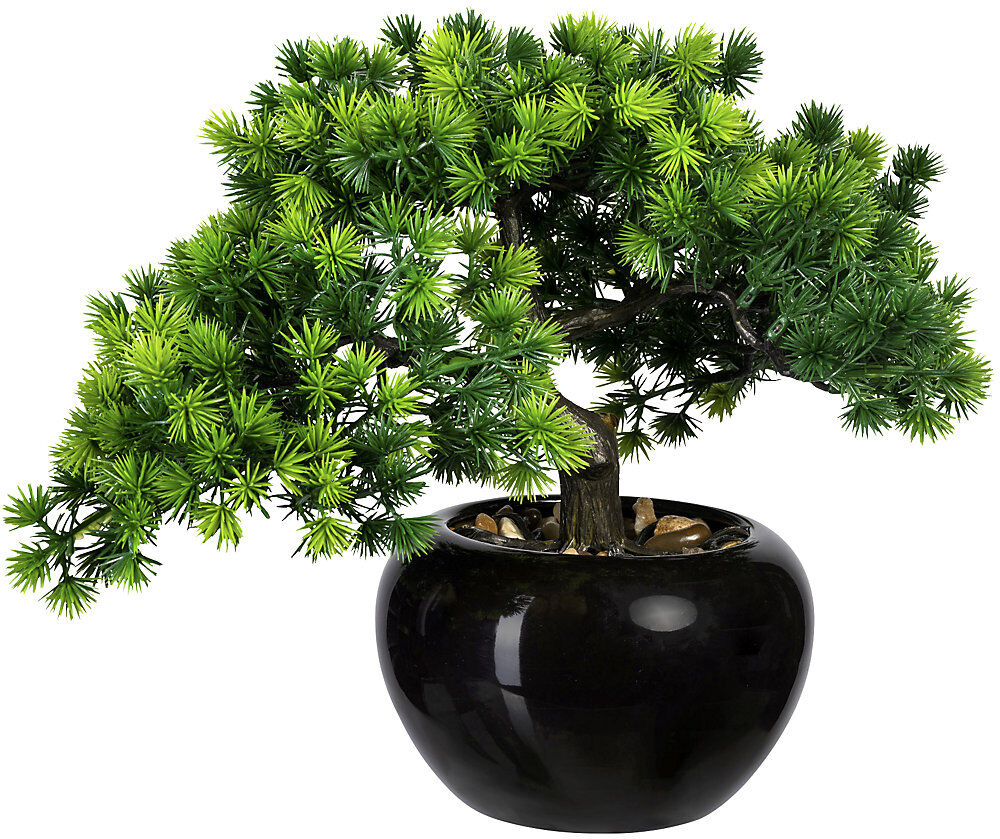 kaiserkraft Bonsai Lärche, Behältnis-Ø 150 mm, VE 2 Stk, Höhe 260 mm