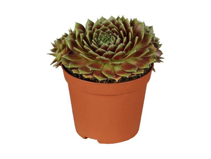 Hauswurz (Sempervivum), Topfgrösse Ø7cm