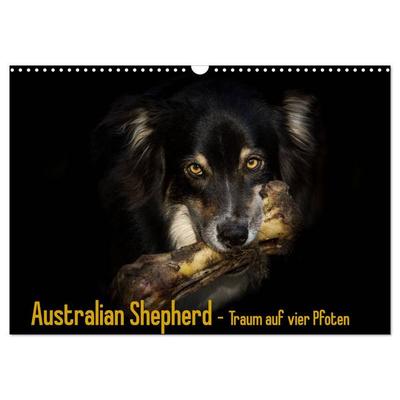 Australian Shepherd - Traum auf vier Pfoten (Wandkalender 2026 DIN A3 quer), CALVENDO Monatskalender