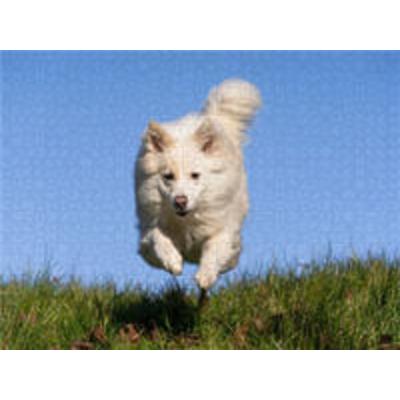 CALVENDO Puzzle Hundespaziergang | 1000 Teile Lege-Größe 64x48cm Foto-Puzzle für glückliche Stunden