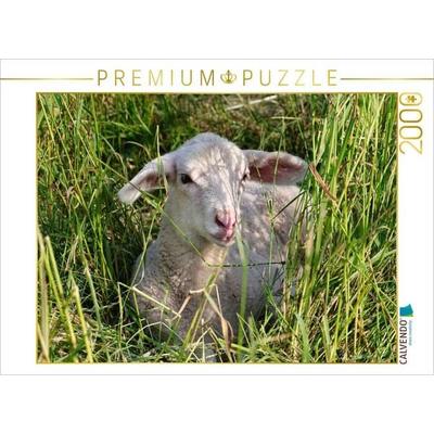 CALVENDO Puzzle Weißes Lämmchen | 2000 Teile Lege-Größe 90x67cm Foto-Puzzle für glückliche Stunden, Sonstige von , Calvendo Puzzle
