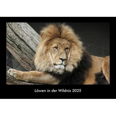 Löwen in der Wildnis 2025 Fotokalender DIN A3