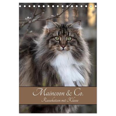 Maincoon & Co. - Rassekatzen mit Klasse (Tischkalender 2027 DIN A5 hoch), CALVENDO Monatskalender