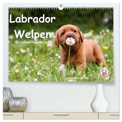 Labrador Welpen - Labrador Puppies (hochwertiger Premium Wandkalender 2027 DIN A2 quer), Kunstdruck in Hochglanz
