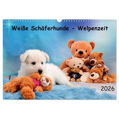 Weiße Schäferhunde - Welpenzeit (Wandkalender 2026 DIN A3 quer), CALVENDO Monatskalender