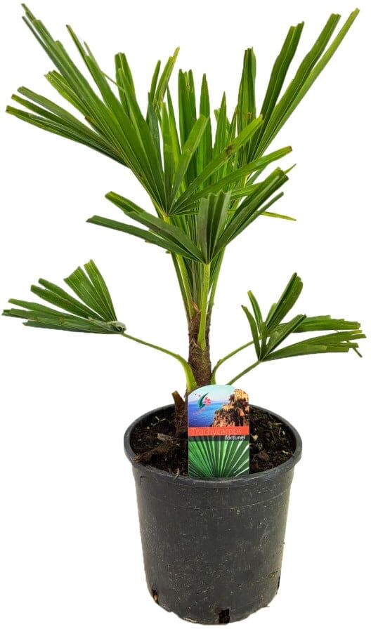 Pflanzen Hanfpalme Trachycarpus fortunei H 60 cm, Topf 19 cm