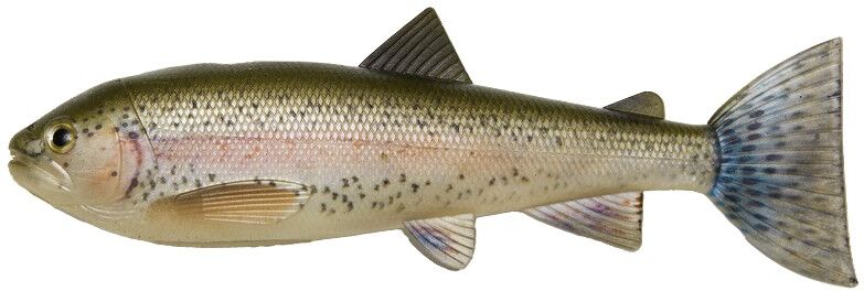 Pulzbait Skinz 15cm-Trout-Rainbow Trout